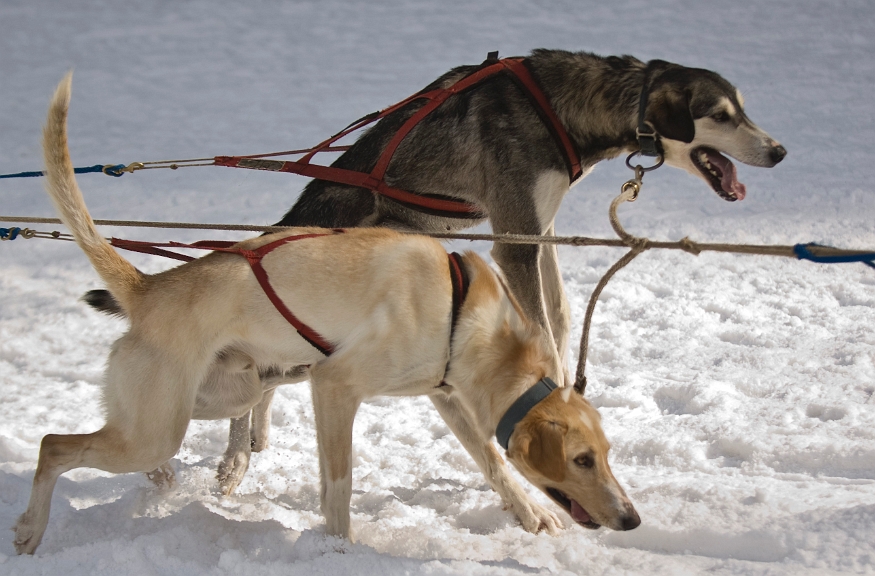 2009-03-14, Competition de traineaux a chiens au Bec-scie (144042).jpg - Dans l'attente du départ